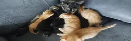 Mixed Breed cats for sale: Kittens ginger/black  - Advert 4