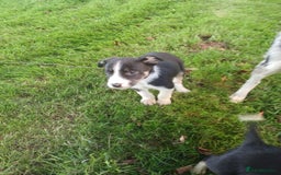 Border Collie dogs for sale: Beautiful merle and tri coloured collies  - Image 7