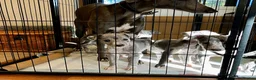 Whippet dogs for sale: Whippet puppies  - Advert 5