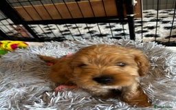 Cavapoo dogs for sale: Cavapoos  - Image 4