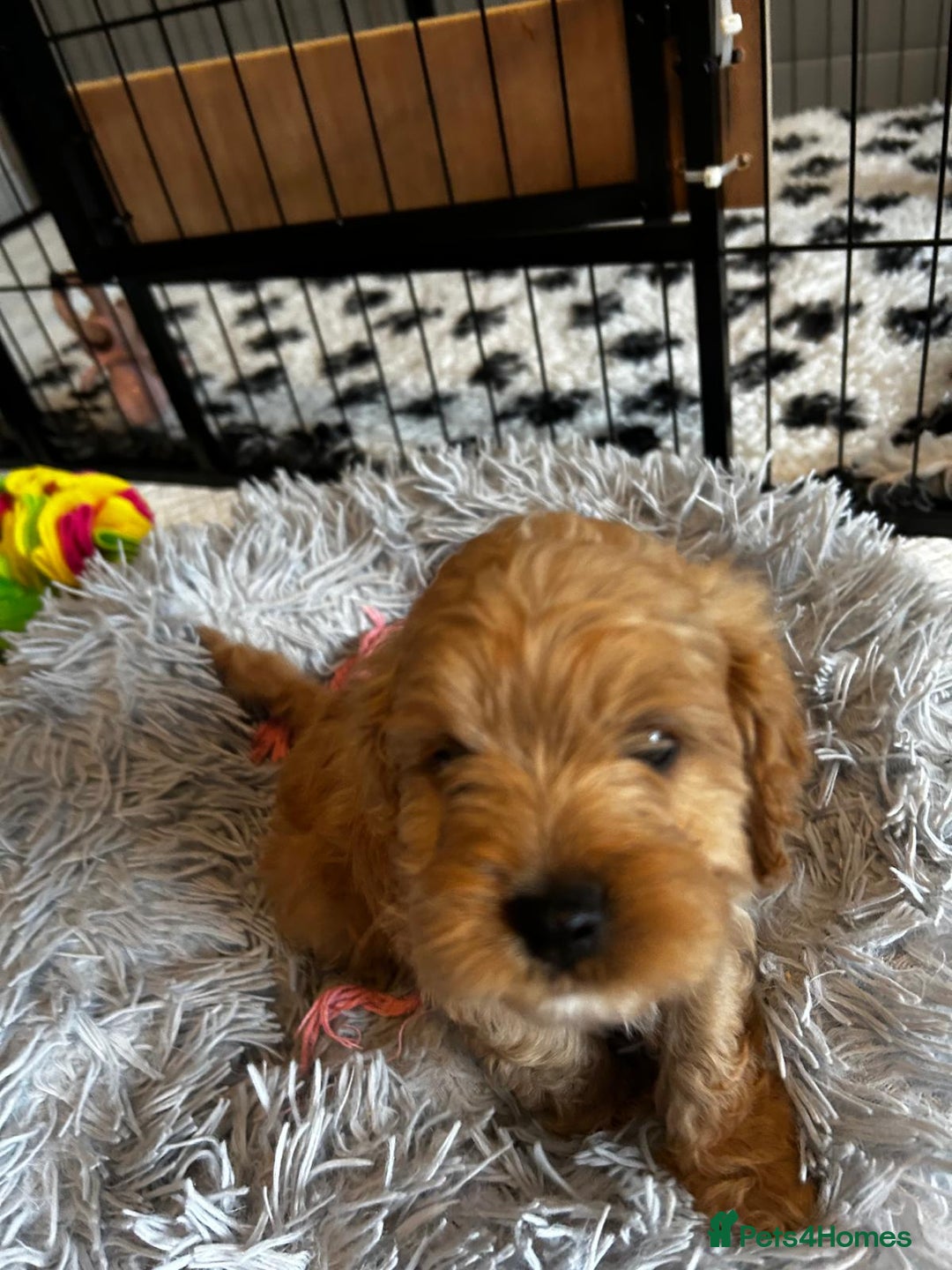 Cavapoo dogs for sale: Cavapoos  - Image 4