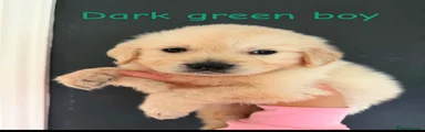 Dark green boy 