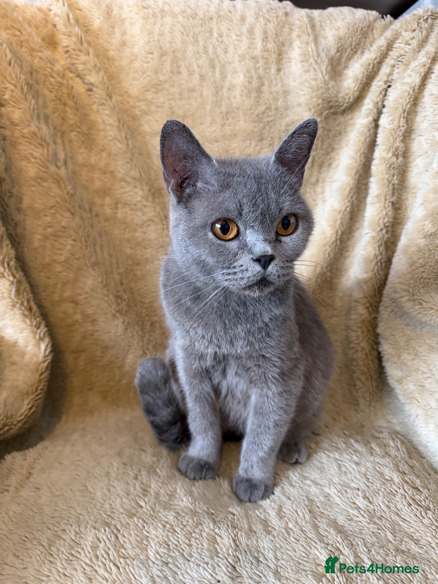 British Shorthair cats Beautiful British Shorthair Queen – Paris  - Advert 1