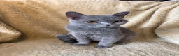 British Shorthair cats for sale: Beautiful British Shorthair Queen – Paris  - Advert 1