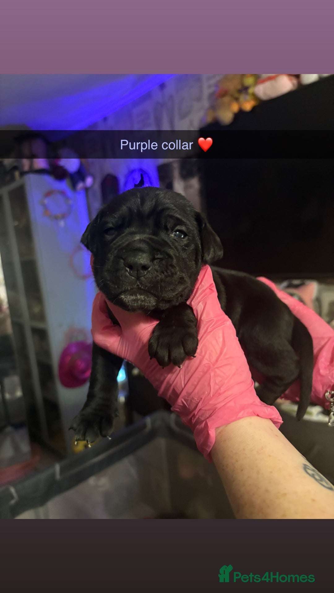 Cane Corso dogs for sale: 10 beautiful girls  - Advert 11