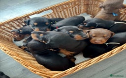 Dobermann dogs for sale: Doberman pups - Image 14
