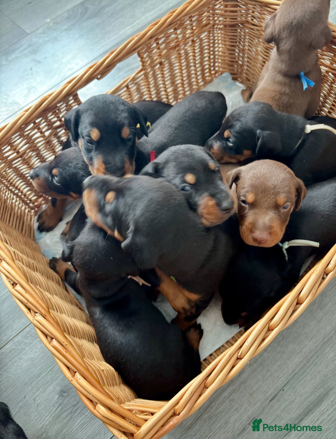 Dobermann dogs for sale: Doberman pups - Image 14