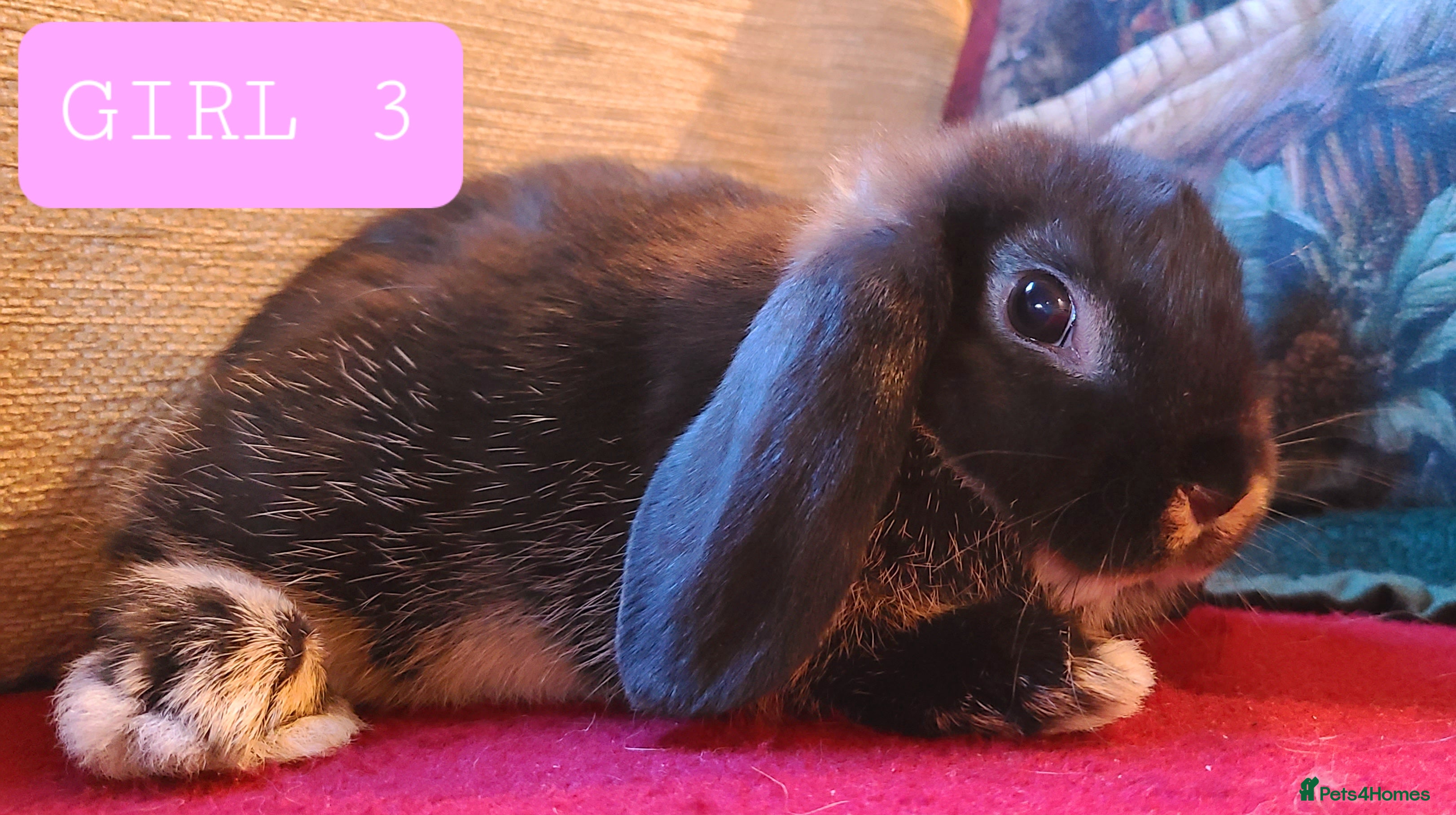 Mixed Breed rabbits Friendly bunnies ready to go - Advert 12