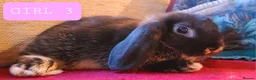 Mixed Breed rabbits for sale: Friendly bunnies ready to go in Southampton - Advert 10