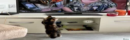 Mixed Breed cats for sale: 1 kitten left  - Advert 2