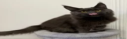 Maine Coon cats for sale: Pedigree GCCF Russian Kazakhstan import line - Advert 27