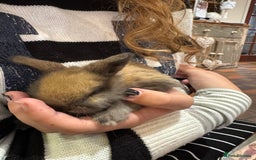 Mini Lop rabbits for sale: 8 beautiful lops  - Image 9