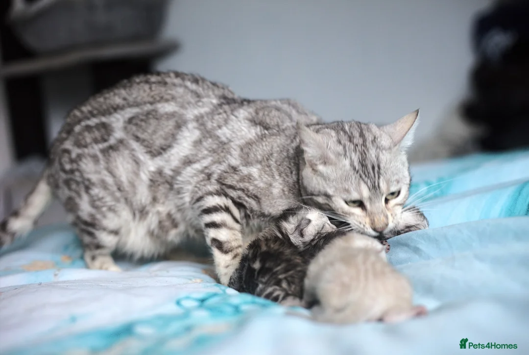Bengal cats for sale: Magnificent Bloodline Bengals  - Advert 16