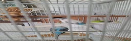 Budgerigars birds for sale: 4 Breeding pair of budgies and chicks in London - Advert 9