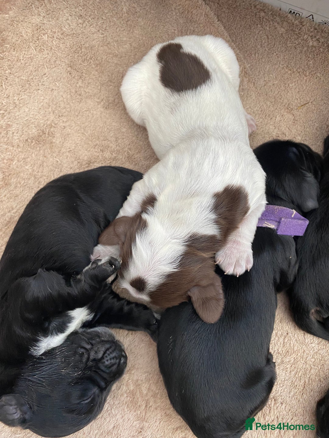Cocker Spaniel dogs for sale: Cocker spaniels  - Advert 7