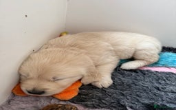 Golden Retriever dogs for sale: Golden Retriever Chunky Puppies for sale - Image 27