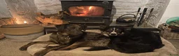 Borador dogs for sale: Borador pups with a bit of kelpie too! - Advert 11