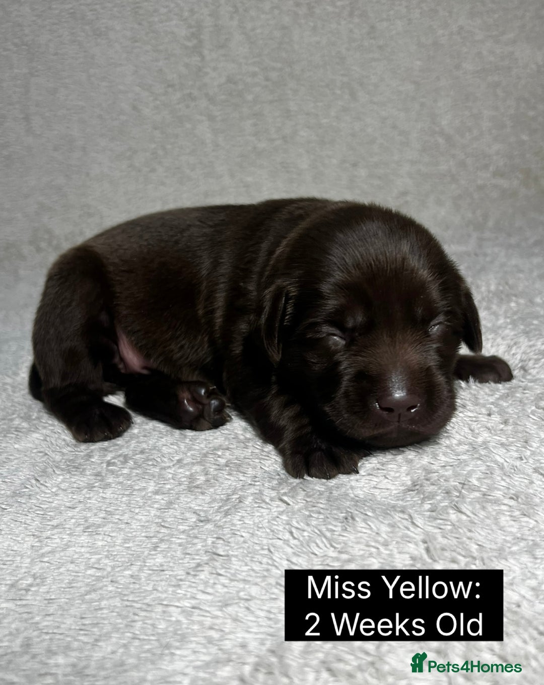 Labrador Retriever dogs for sale: 🖤🤎Superb, Kc Reg, Health Tested, Lab Pups🤎🖤 - Advert 18