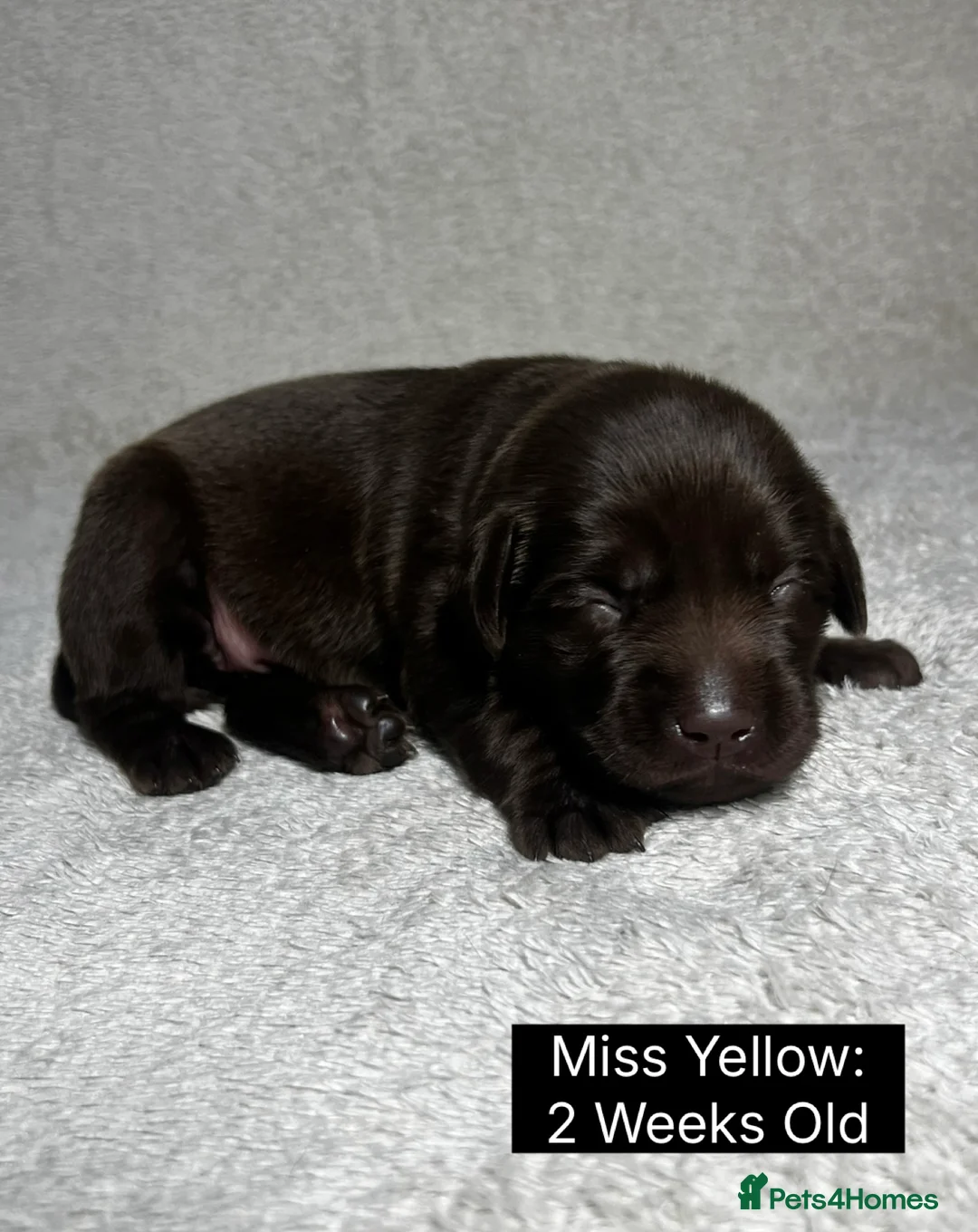 Labrador Retriever dogs for sale: 🖤🤎Superb, Kc Reg, Health Tested, Lab Pups🤎🖤 - Advert 19