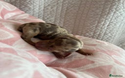 Miniature Dachshund dogs for sale: Miniture dashaund puppies long haired and dapple - Image 17