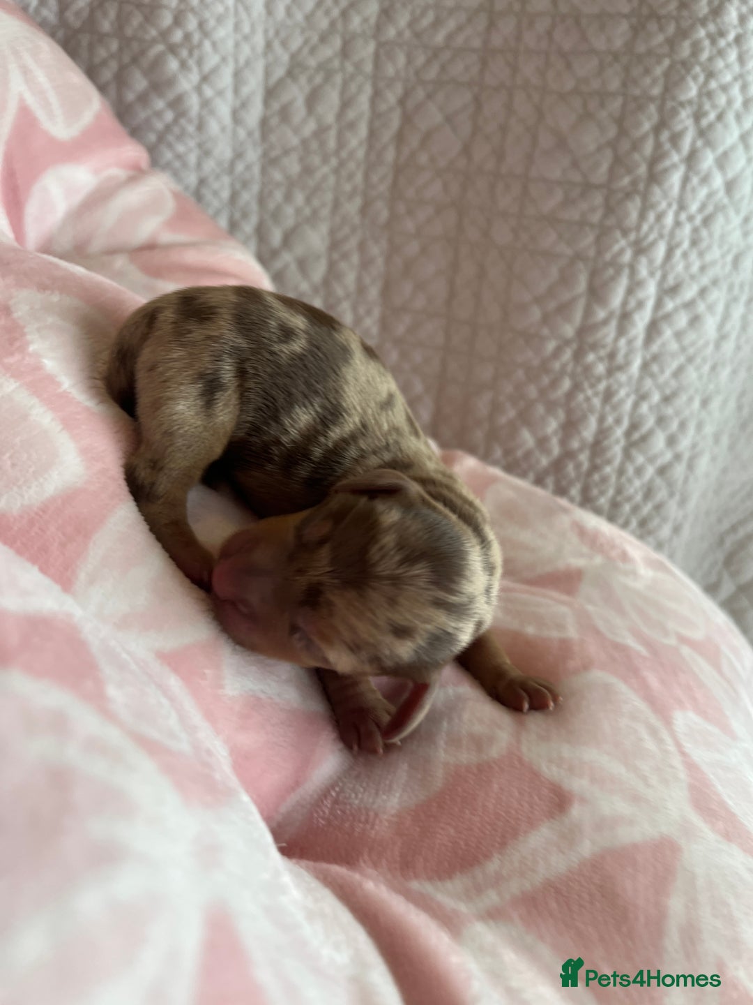 Miniature Dachshund dogs for sale: Miniture dashaund puppies long haired and dapple - Image 17