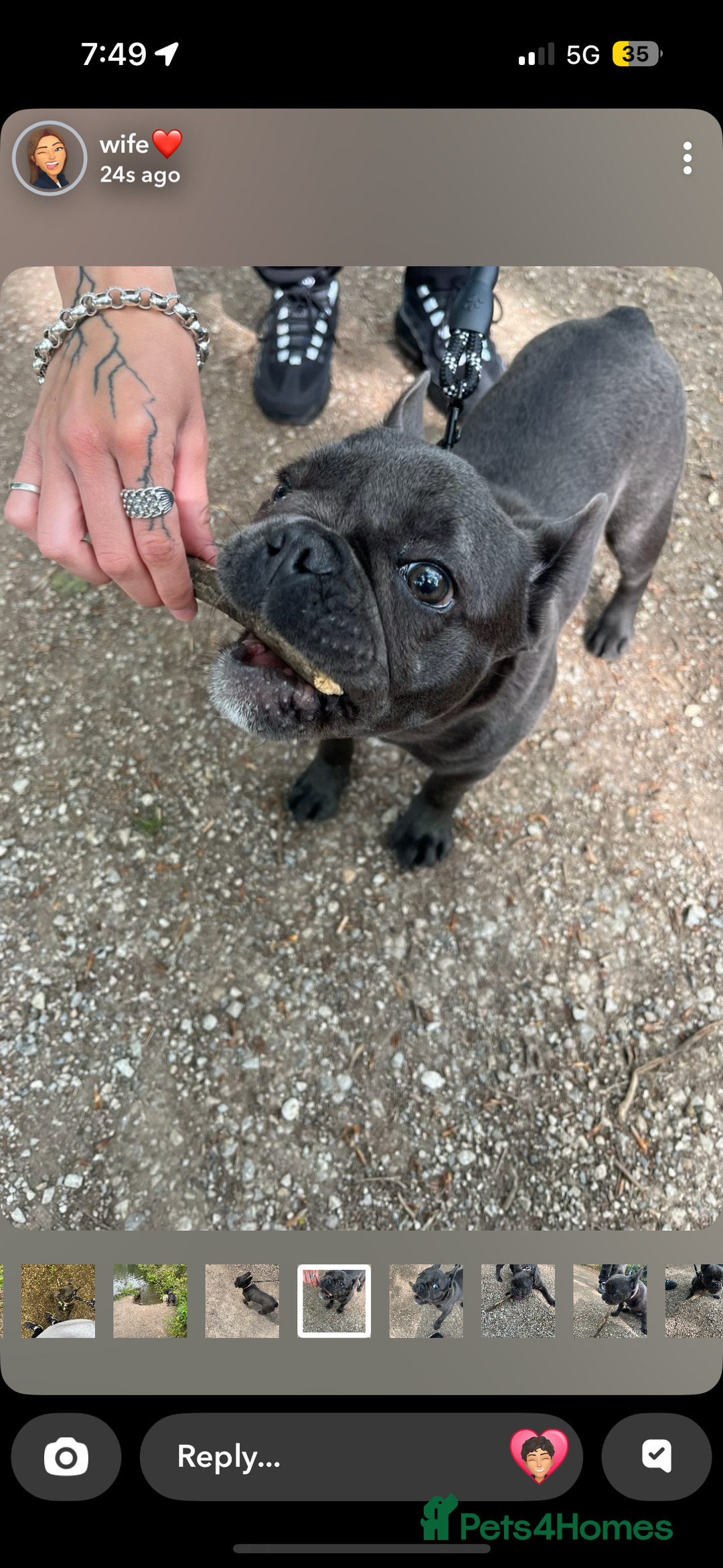 French Bulldog dogs for sale: french bulldogs - Advert 3