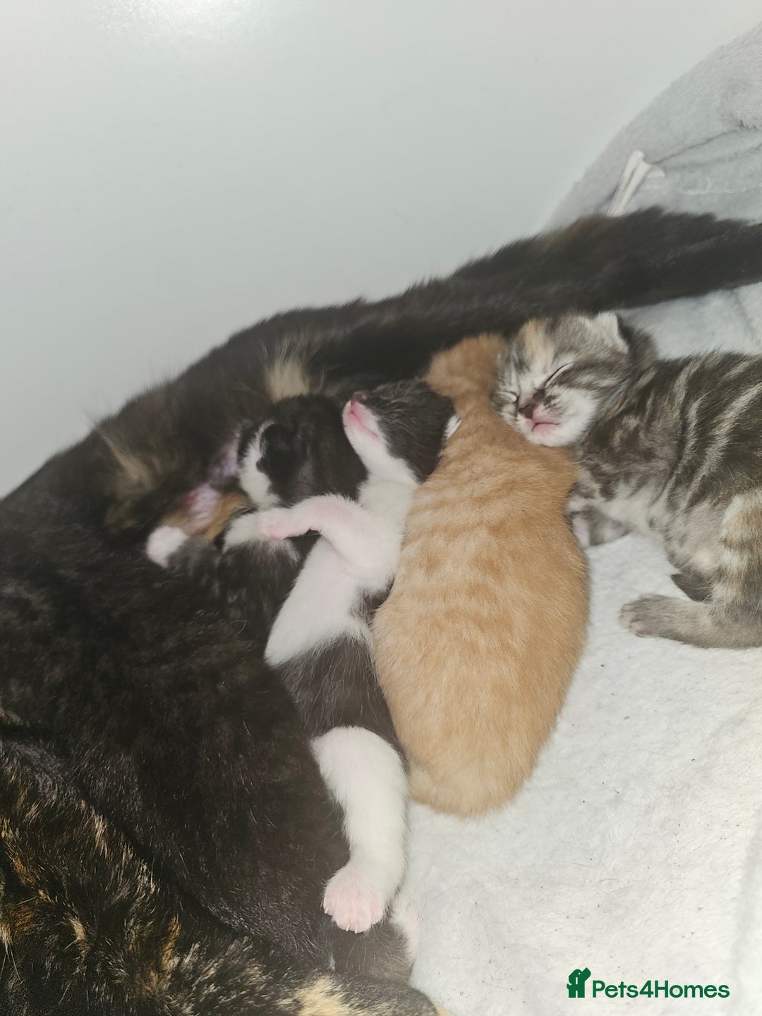 Mixed Breed cats for sale: 5 beautiful kittens - Image 10