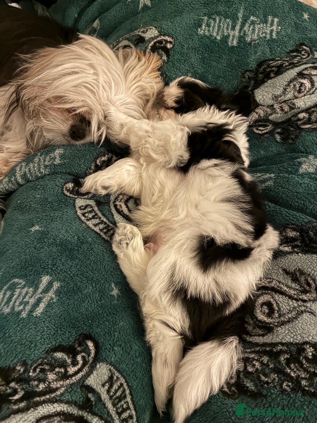 Shih Tzu dogs for sale: Beautiful Miniature Imperial Shih Tzu puppy  - Advert 6