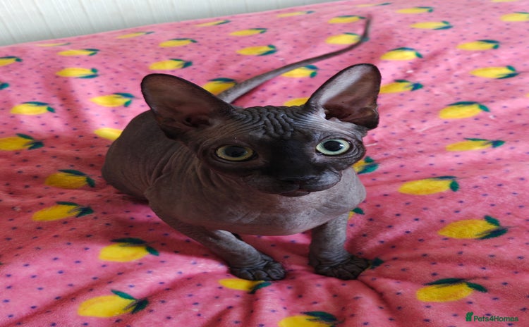 Sphynx cats - Advert 1