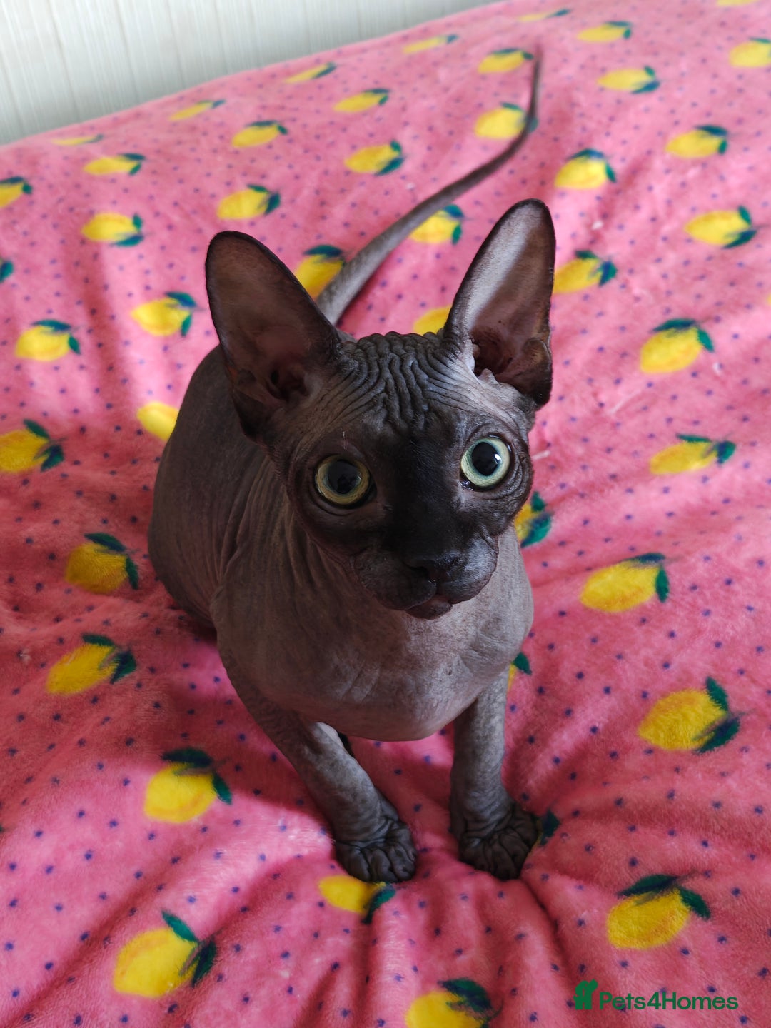 Sphynx cats for sale: 4 sphynx kittens 5months old - Image 1