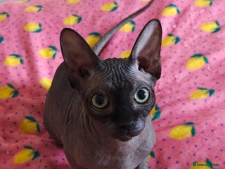 Sphynx cats - Advert 12