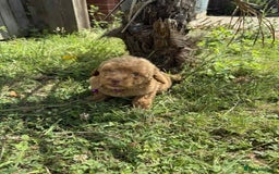 Cavapoo dogs for sale: ⭐️ Stunning ⭐️ F1b Cavapoos ⭐️ Ready Thursday ⭐️ - Image 15