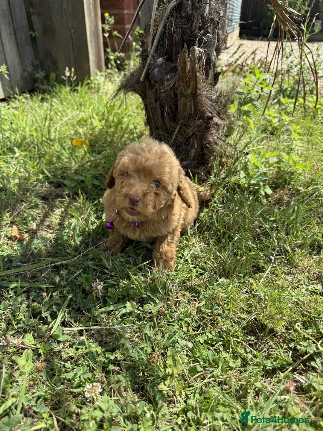 Cavapoo dogs for sale: ⭐️ Stunning ⭐️ F1b Cavapoos ⭐️ Ready Thursday ⭐️ - Image 15