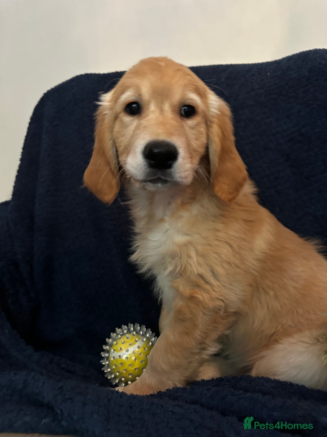 Golden Retriever dogs for sale: Golden retriever puppies🥰 - Image 7