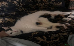 Mixed Breed cats for sale: long haired calico kittens  - Image 8