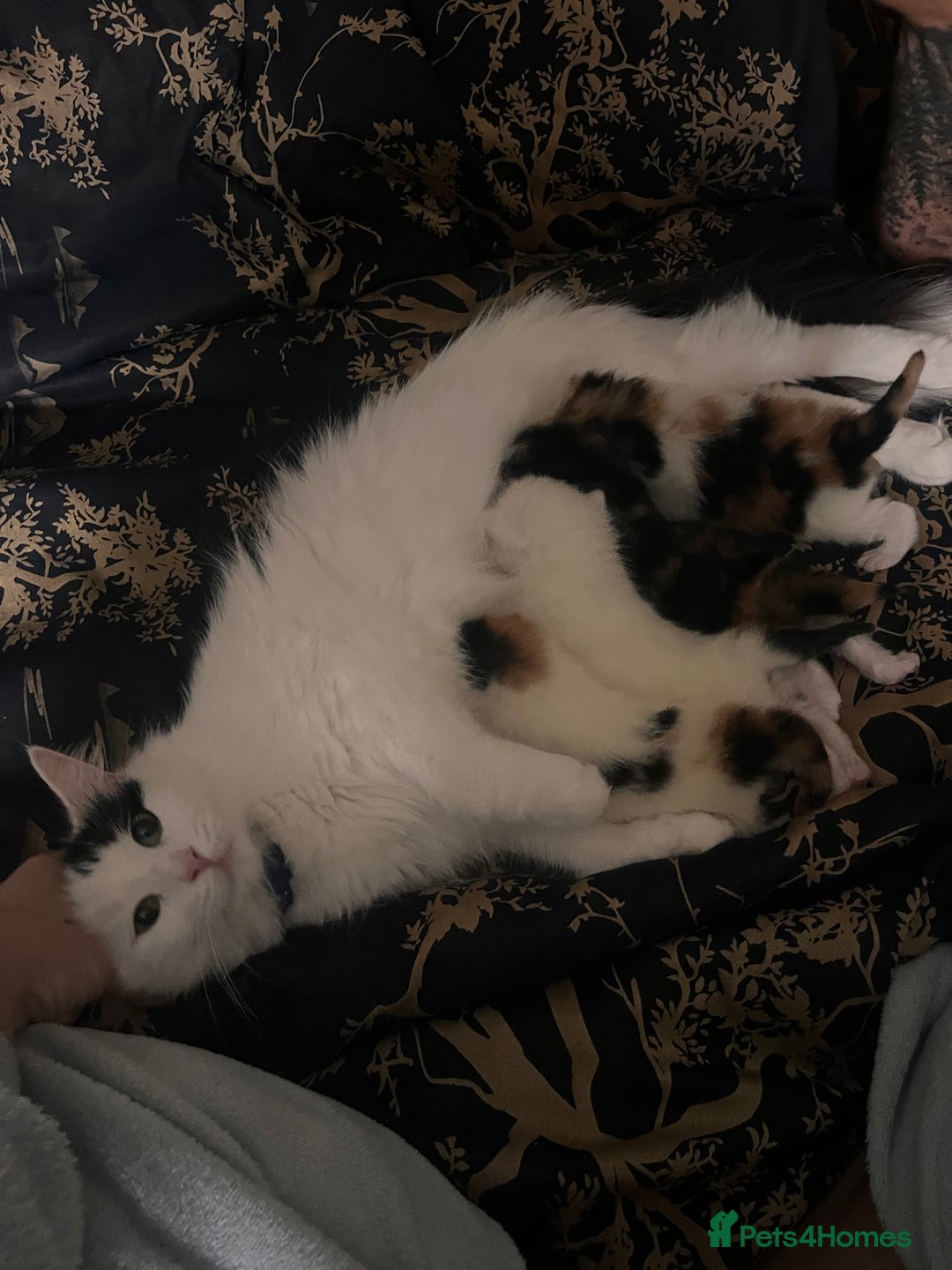 Mixed Breed cats for sale: long haired calico kittens  - Image 8