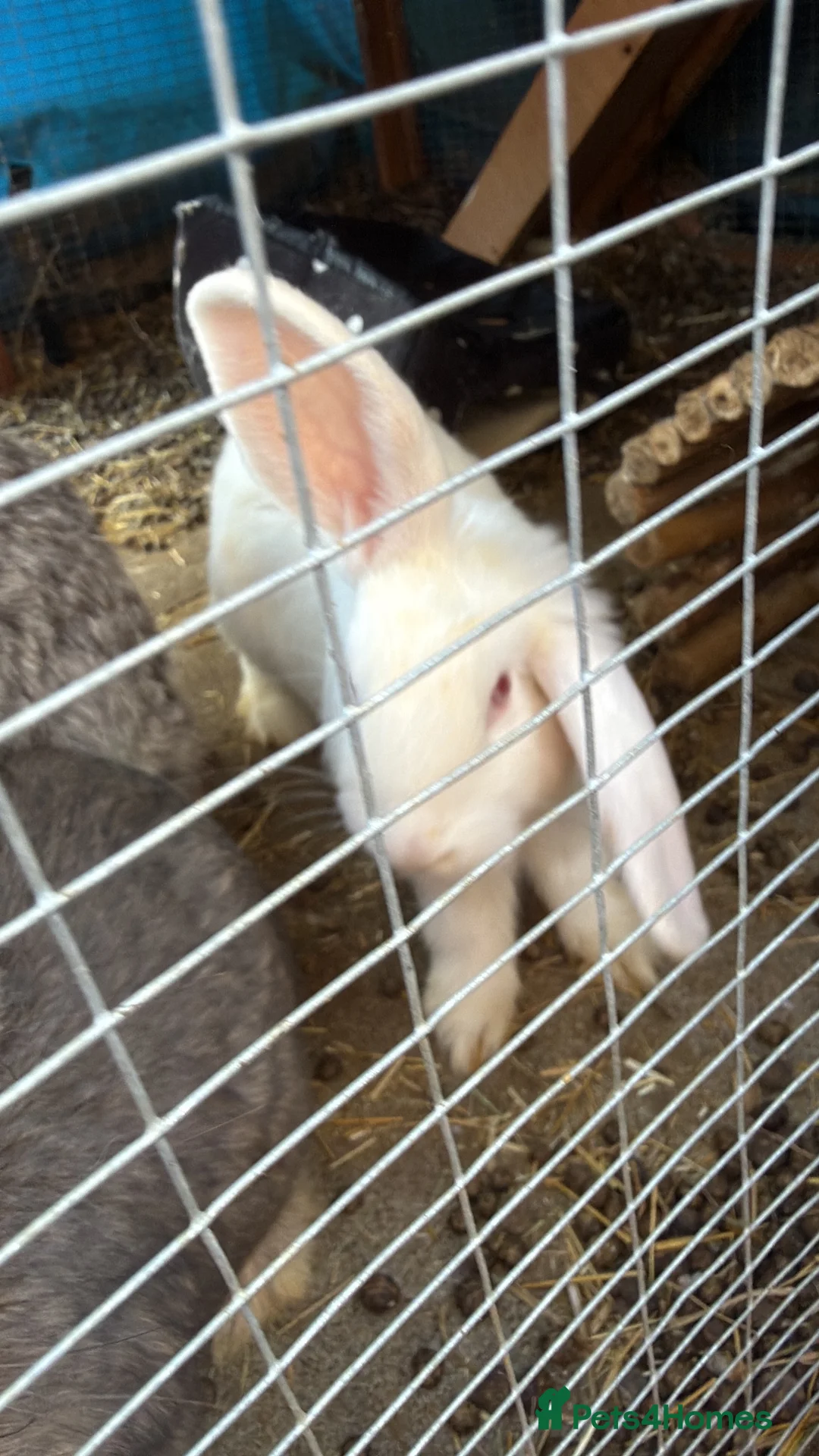 Mixed Breed rabbits for sale: Baby bunnies  in Bracknell - Advert 2