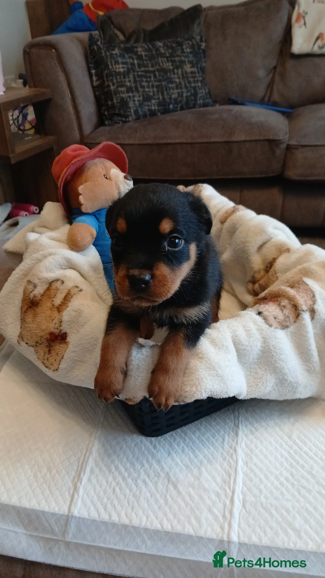 Rottweiler dogs for sale: Rottweiler puppies x 6 3 male 3 female. - Advert 3