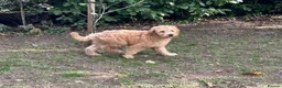 Mixed Breed dogs for sale: MultiGen Double Doodle - Advert 4