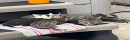 Mixed Breed cats for sale: Mummy And kitten  in Colchester - Advert 3