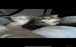 Persian cats for sale: Persian kitten still looking for her forever home  in Gateshead - Image 24