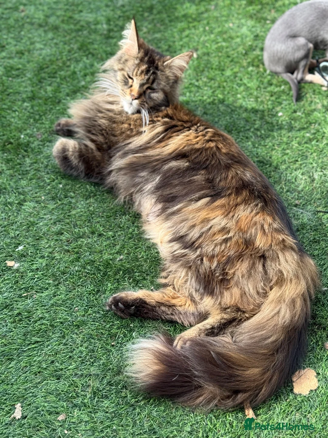 Maine Coon cats for sale: GCCF Health tested Tortie Maine Coon  - Advert 2