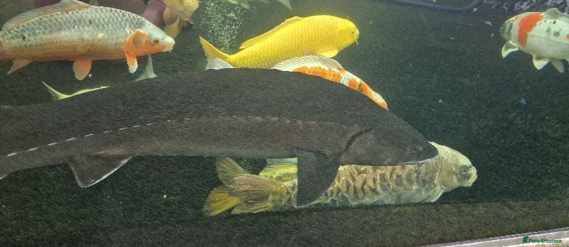 Koi Carp fish Large Koi Carp for Sale – Approx. 20"  - Advert 2