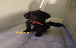 Mixed Breed dogs for sale: My last beautiful F1B Irish cockapoo puppy - Image 5