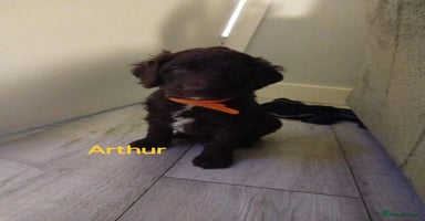 Mixed Breed dogs - Advert 4