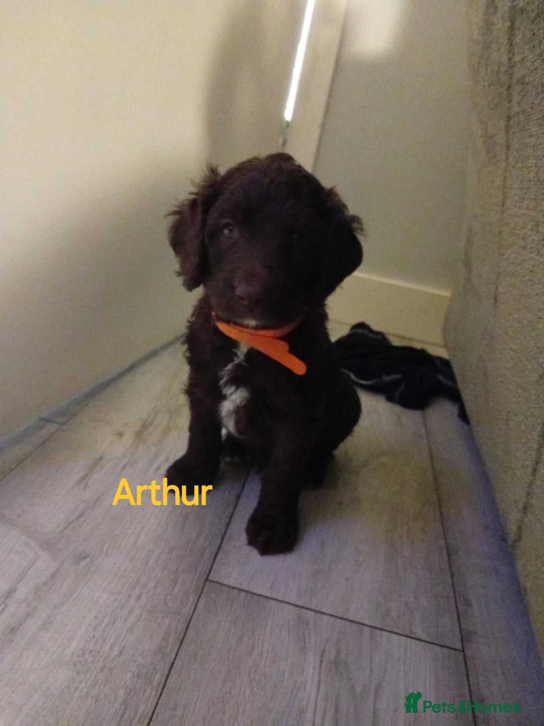 Mixed Breed dogs for sale: My last beautiful F1B Irish cockapoo puppy - Image 5