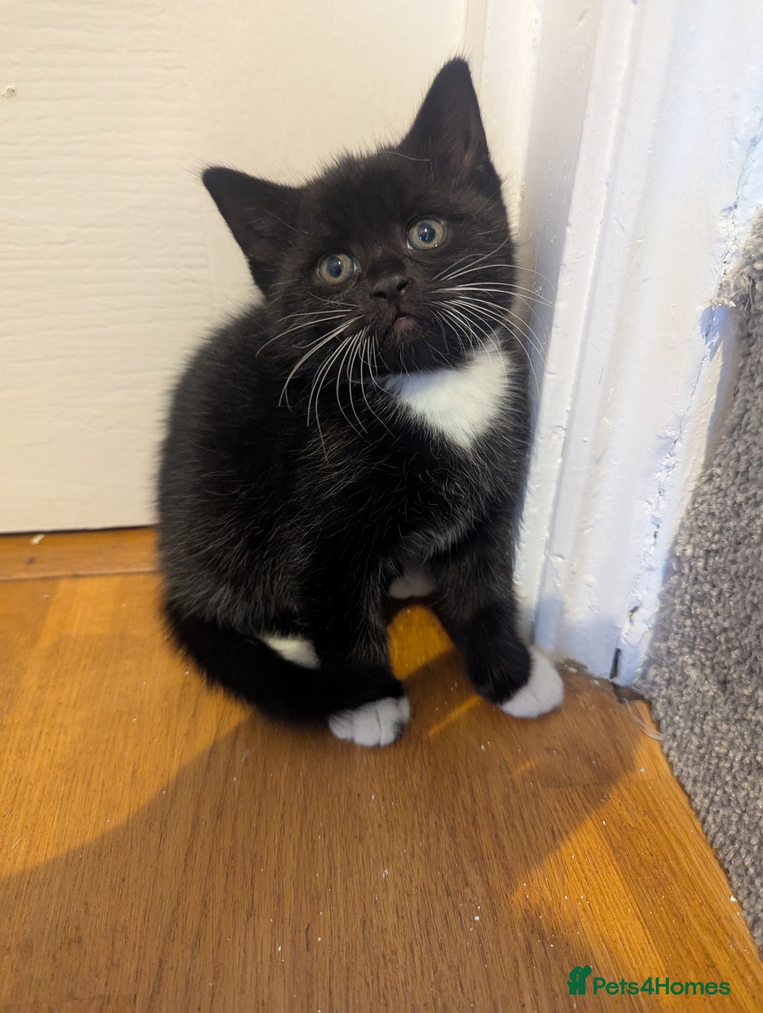 Mixed Breed cats for sale: 3 Beautiful Black and White Tuxedo Kittens  - Image 8