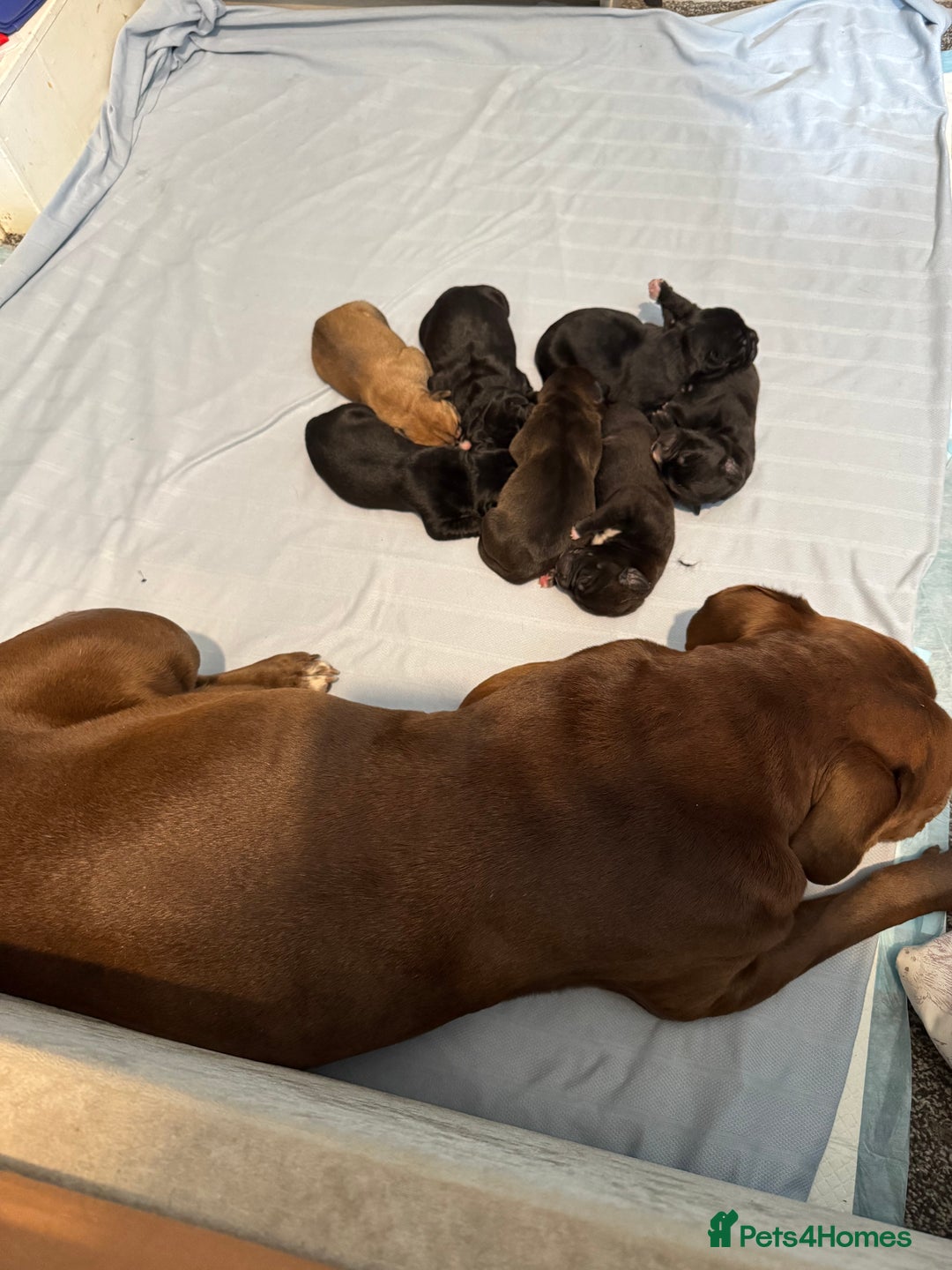 Mixed Breed dogs for sale: 6 beautiful puppies for sale  - Image 21