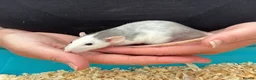 Rat rodents for sale: Beautiful friendly Dumbo rats  - Advert 1