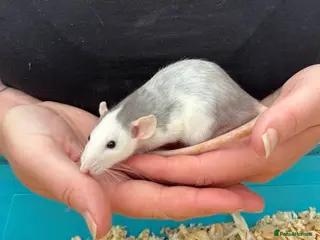 Rat rodents Beautiful friendly Dumbo rats - Advert 1